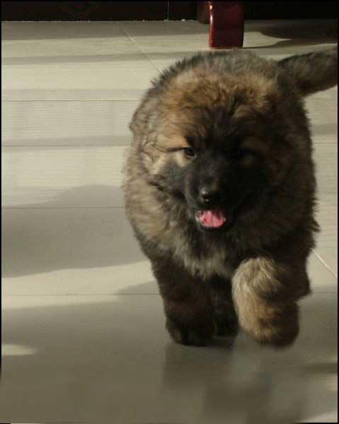  p>高加索牧羊犬(caucasian sheepdog)是一种强有力的运动型犬,护主