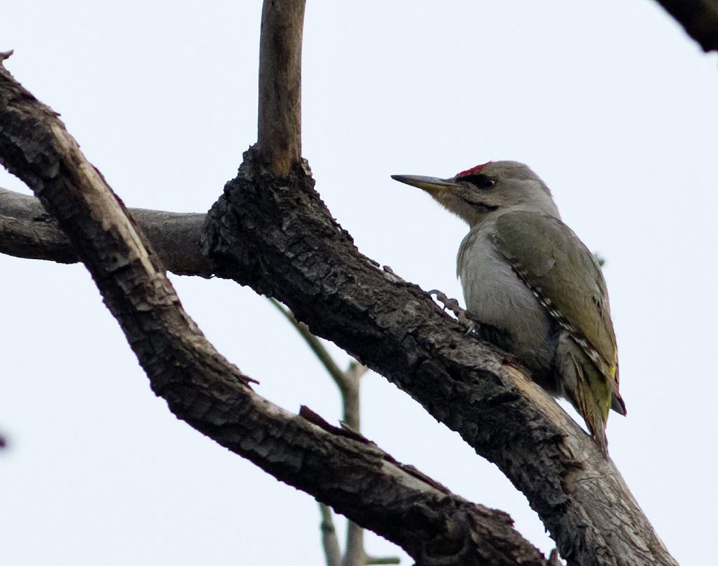  p>红顶啄木鸟分布于北美地区,包括美国,加拿大,格陵兰,百慕大群岛