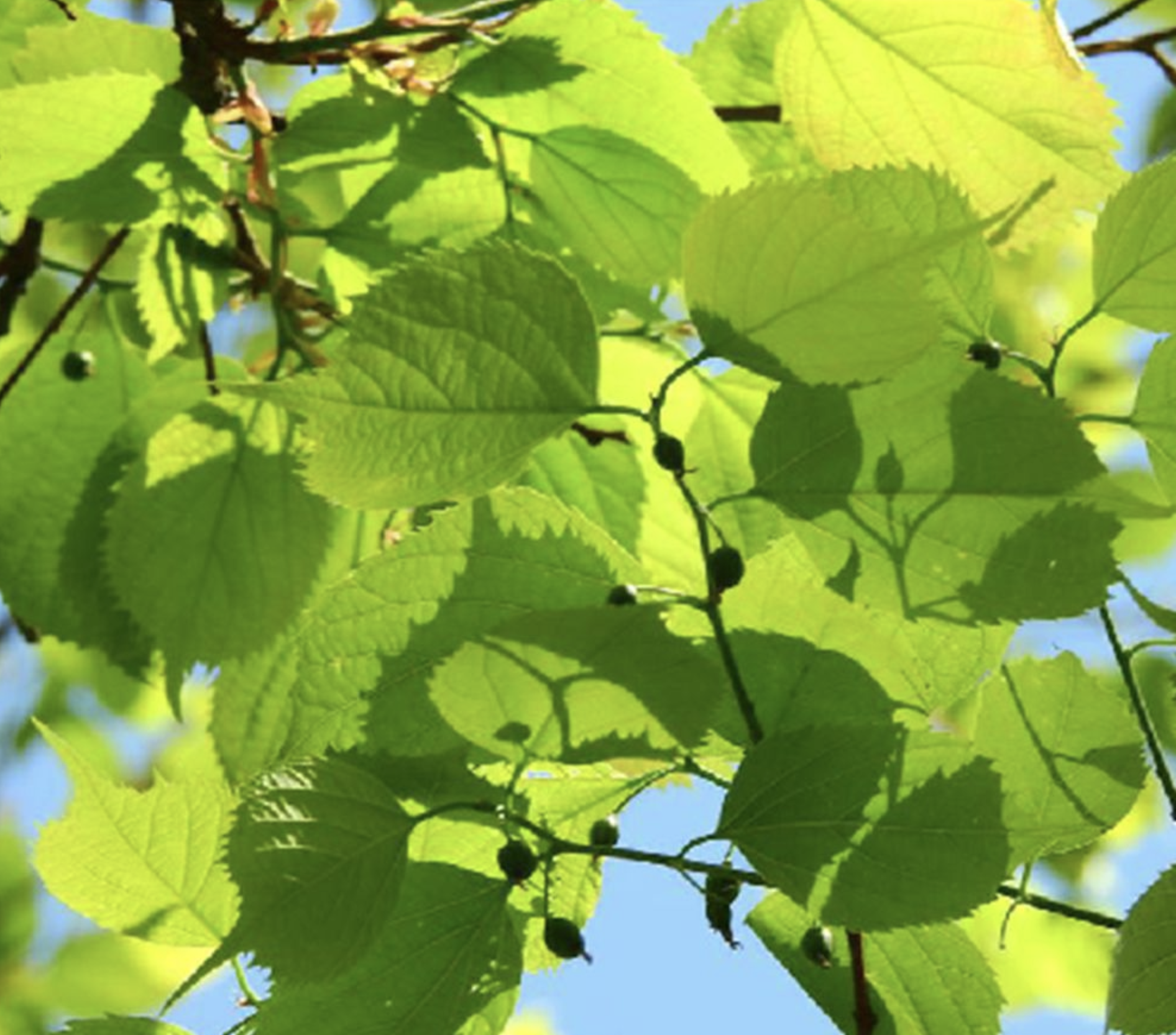 celtis koraiensis nakai