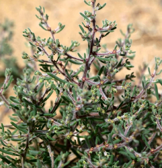 kuntze)是 a>藜科 /a>,雾冰藜属一年生 a href="#" data-lemmaid="