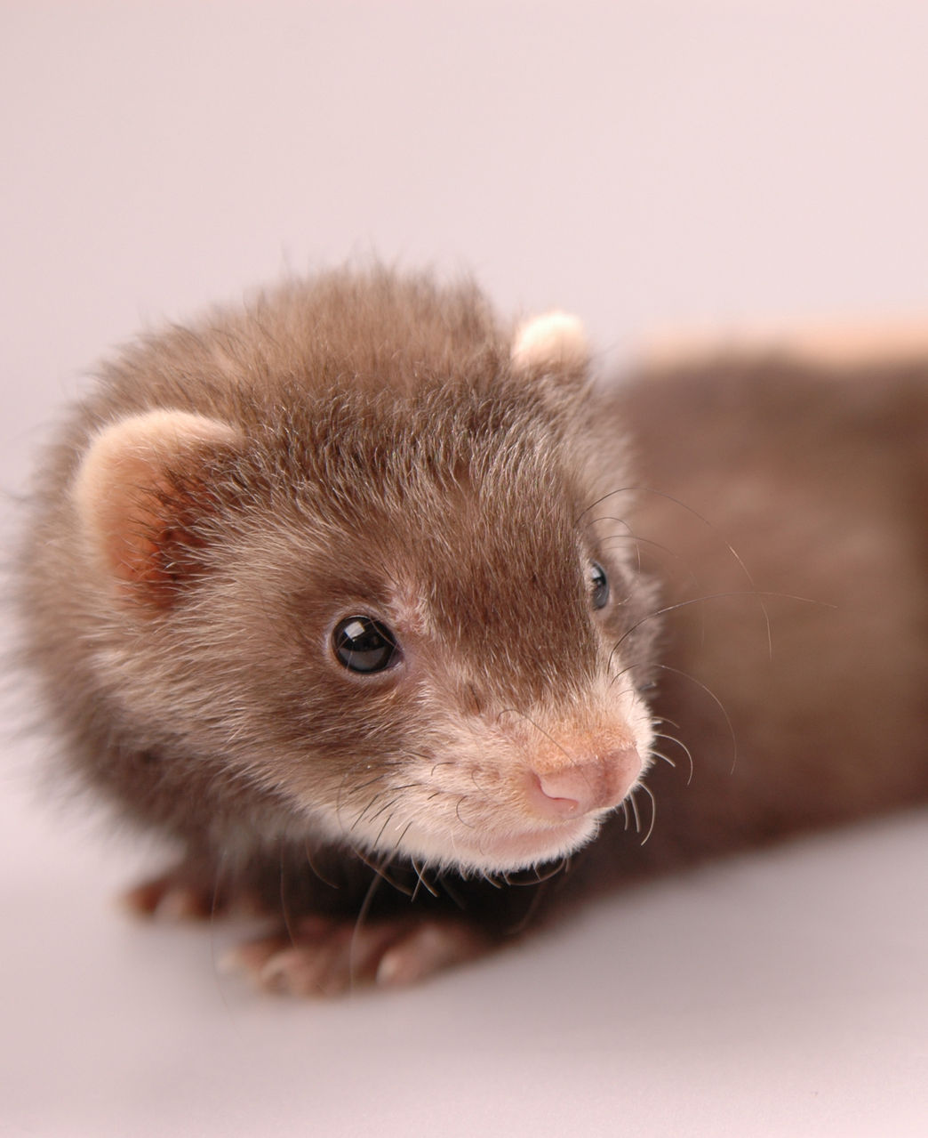  p> b>宠物貂 /b>分为玛雪儿(marshall ferret),派斯威力(path valley