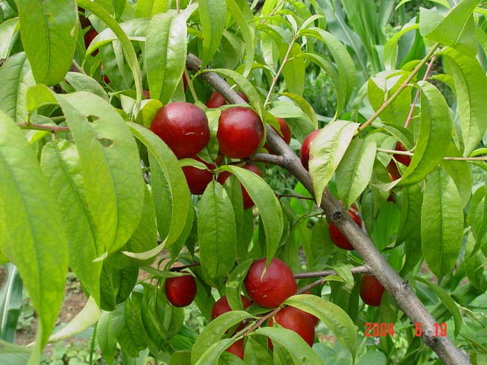 xiza">千年红,属于培育 a target="_blank" href="/item/植物/142914"