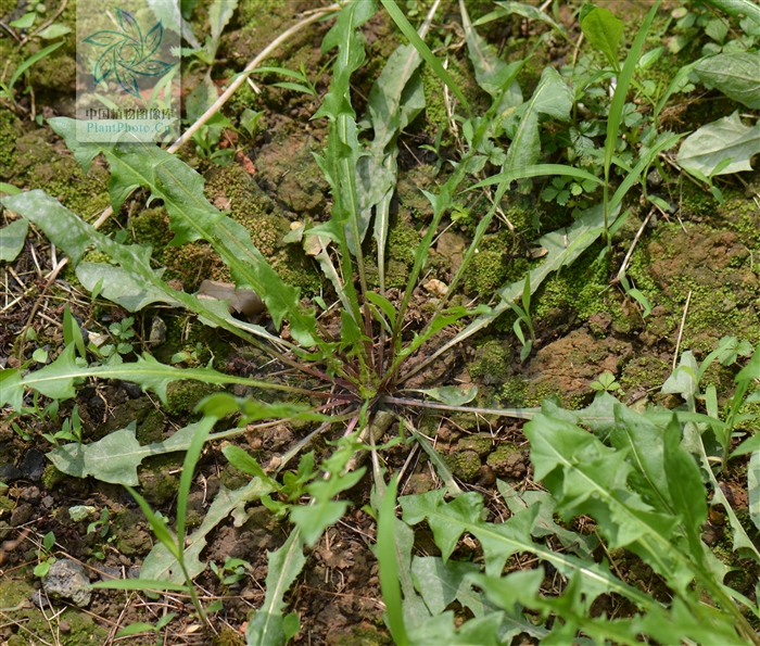  p>芥叶蒲公英为 a href="#">菊科 /a> a href="#">蒲公英属 /a>的