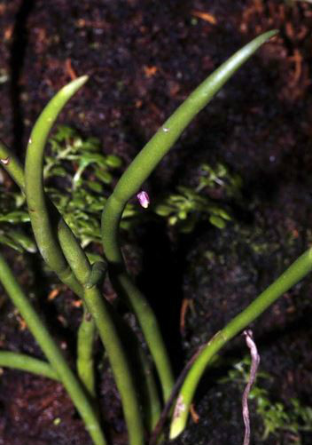  p>管叶牛角兰(学名: i>ceratostylis subulata /i>  bl.