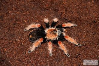 墨西哥巨人红膝头