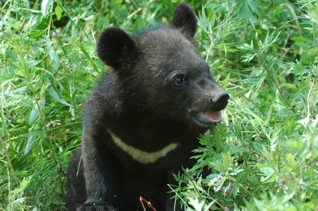 黑熊喜马拉雅亚种