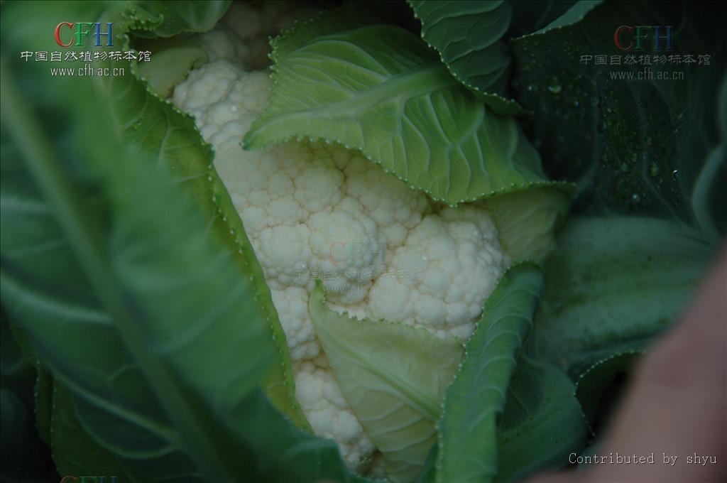  p>花椰菜,又称花菜,菜花或椰菜花,花椰菜为 a target="_blank" href=