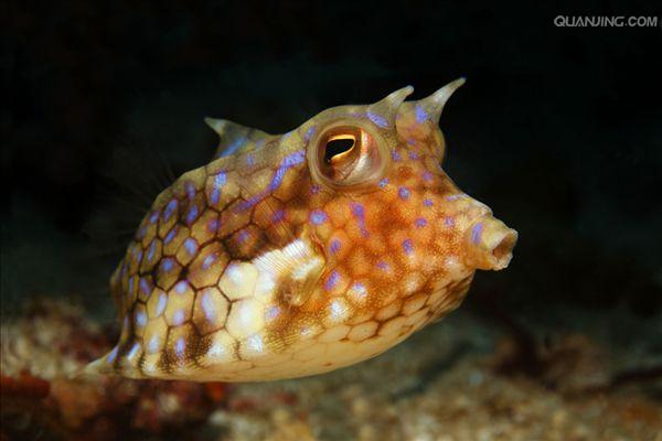  p>角鱼(学名: i>epalzeorhynchos bicornis /i>)属鲤科野鲮亚科角鱼