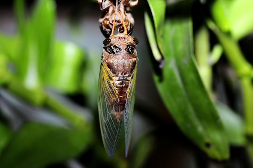 cryptotympana takasagona