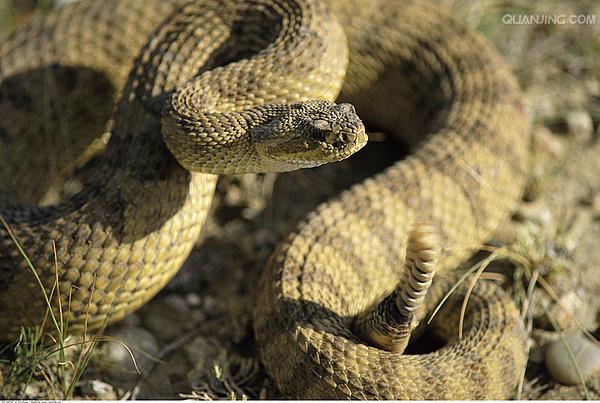 草原响尾蛇