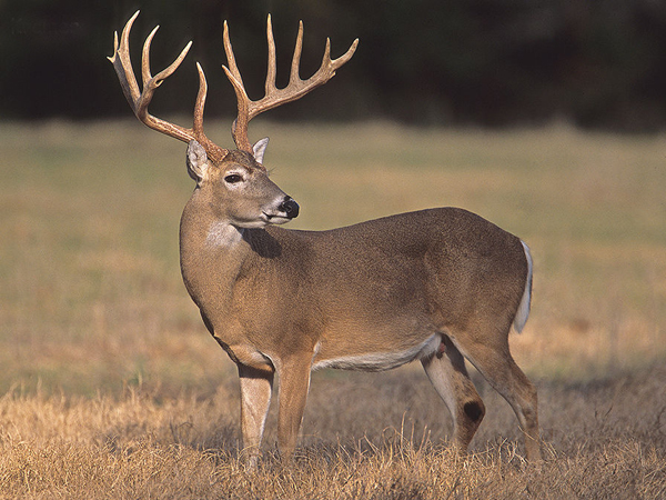  p>国兽( b>national animals /b>):与 a href