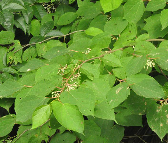 为八角枫科八角枫属植物毛八角枫 i>alangium kurzii /i> craib的侧根