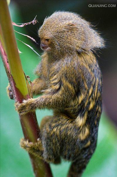  p>狨猴是体型较小的非人灵长类动物,源于巴西东北部,濒临大西洋的