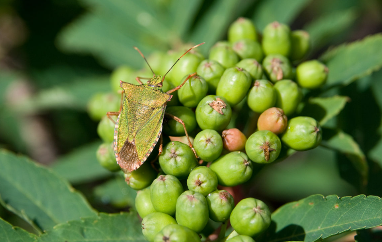  p>日本真蝽体长17—18.5mm,宽11.5—12.8mm.金绿色,具密刻点. /p>