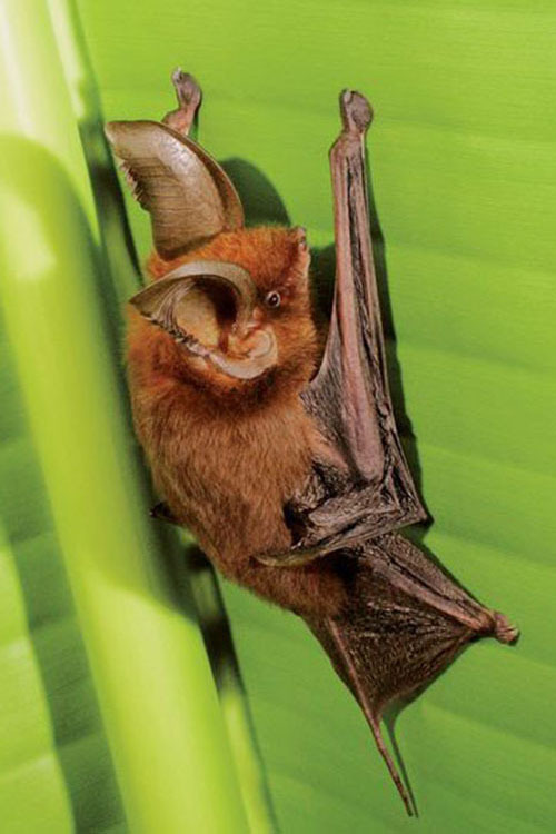  p>几内亚长翼蝠(学名:miniopterus magnater)为蝙蝠科长翼蝠属的动物