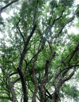 柞木（杨柳科柞木属植物）_百度百科
