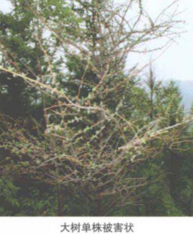 落叶松枯梢病