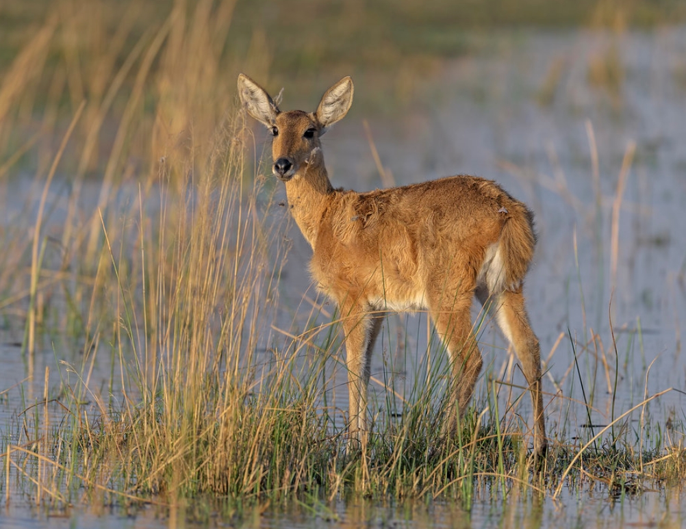 common reedbuck