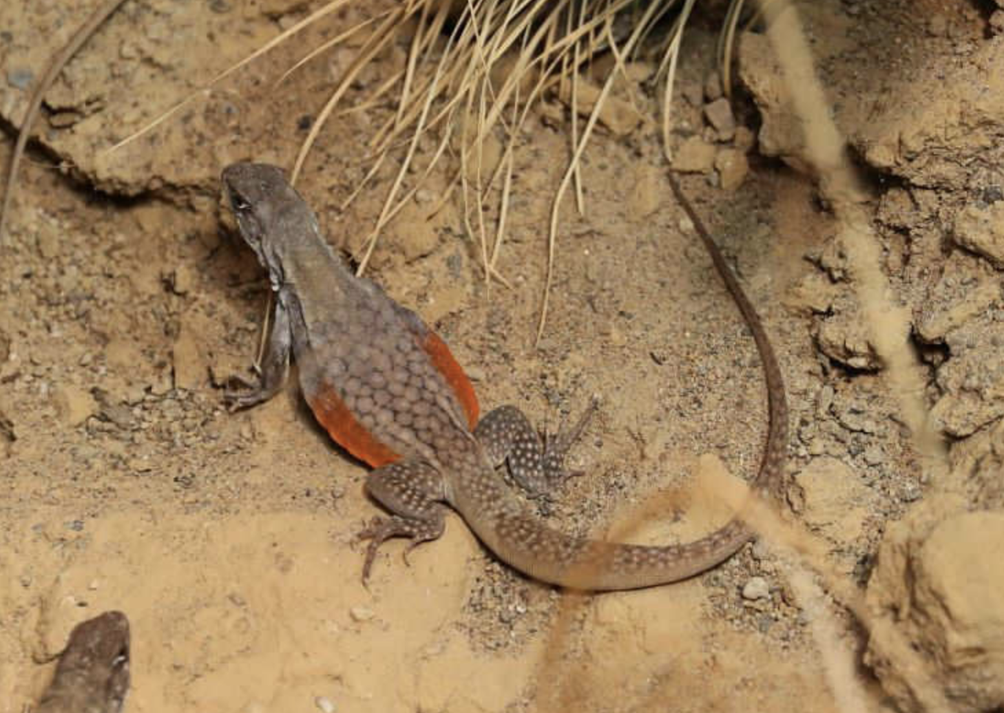  p>蜡皮蜥(学名: i>leiolepis reevesii /i>)是鬣蜥科,蜡皮蜥属爬行