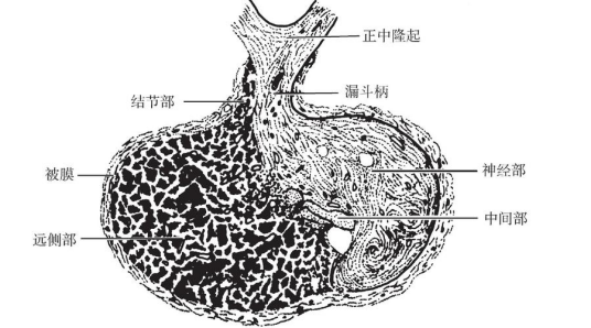 空蝶鞍_百度百科