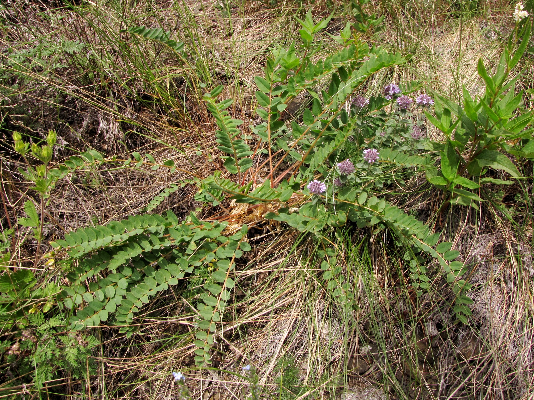  p data-id="t3b0kuqn1fso">卡通黄芪(学名: i>astragalus schangini