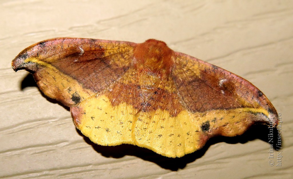 et wang,1987), a target="_blank" href="/item/钩蛾科/10081547"