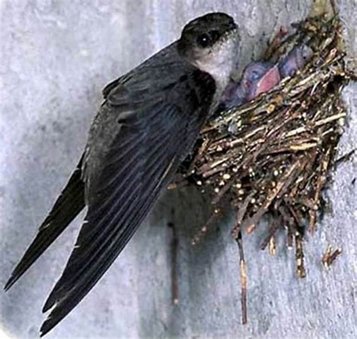  p>库岛金丝燕分布于太平洋诸岛屿(包括中国的台湾