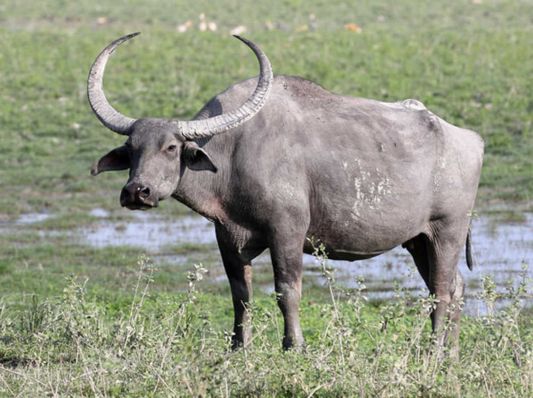野水牛