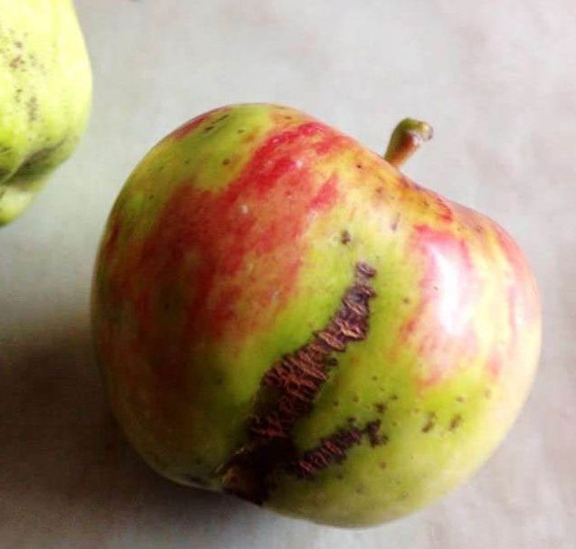 苹果锈果病