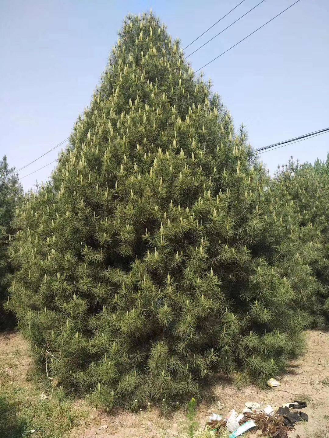 白皮松石膏山优良单株449号