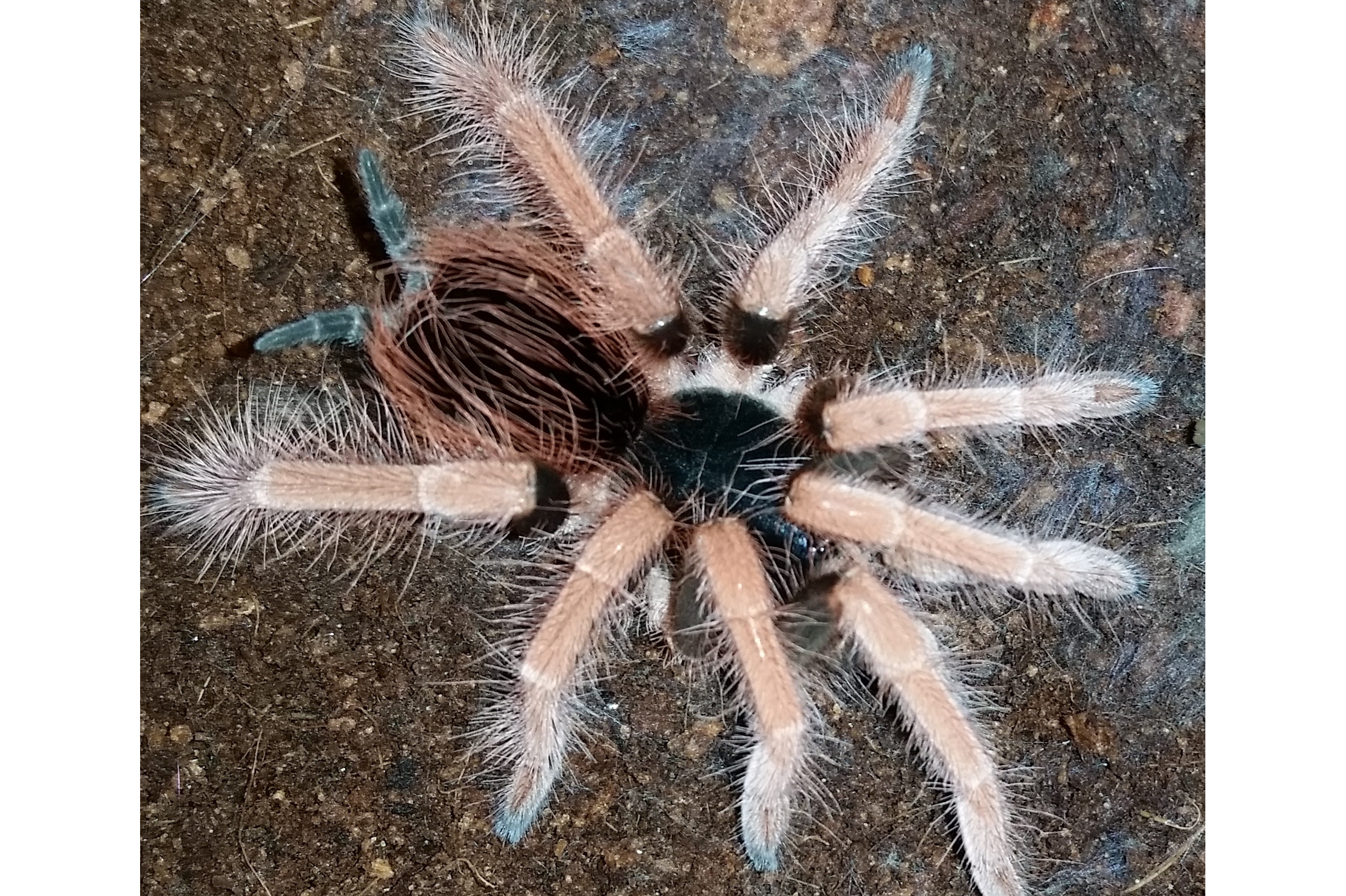  p>异索兽属allodesmus和 a target="_blank" h