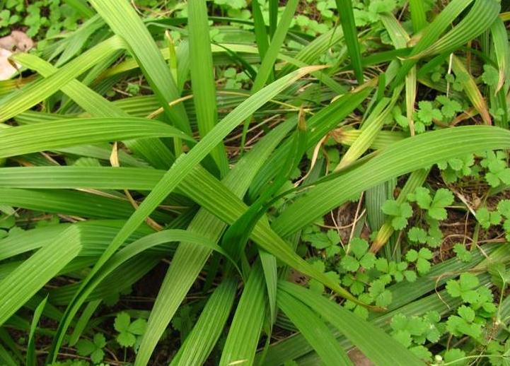  /i>)是鸢尾科,红葱属植物多年生 a target="_blank" href="/item