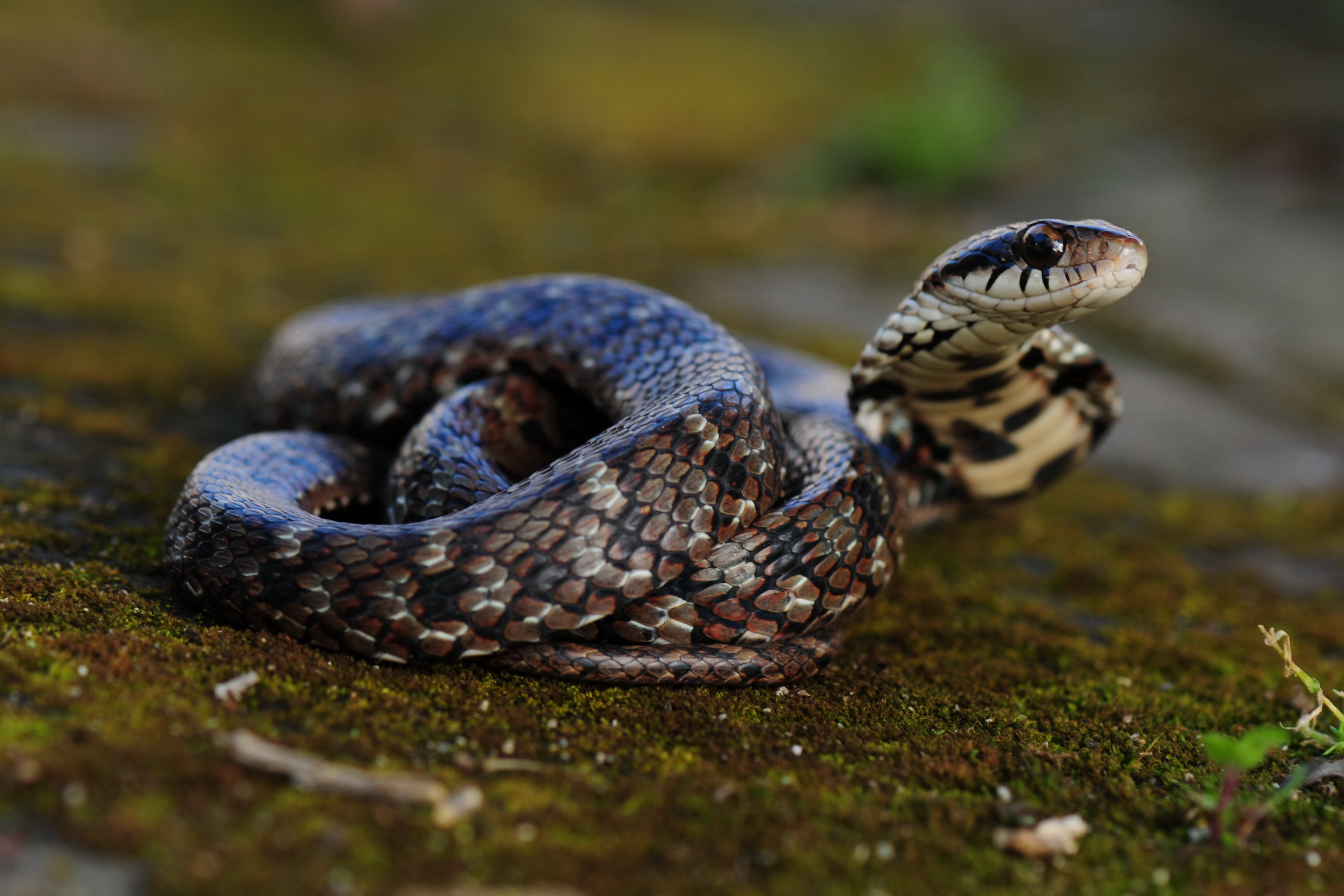 斜鳞蛇中华亚种