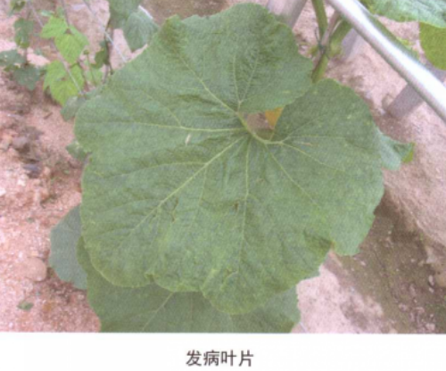 南瓜细菌性叶枯病