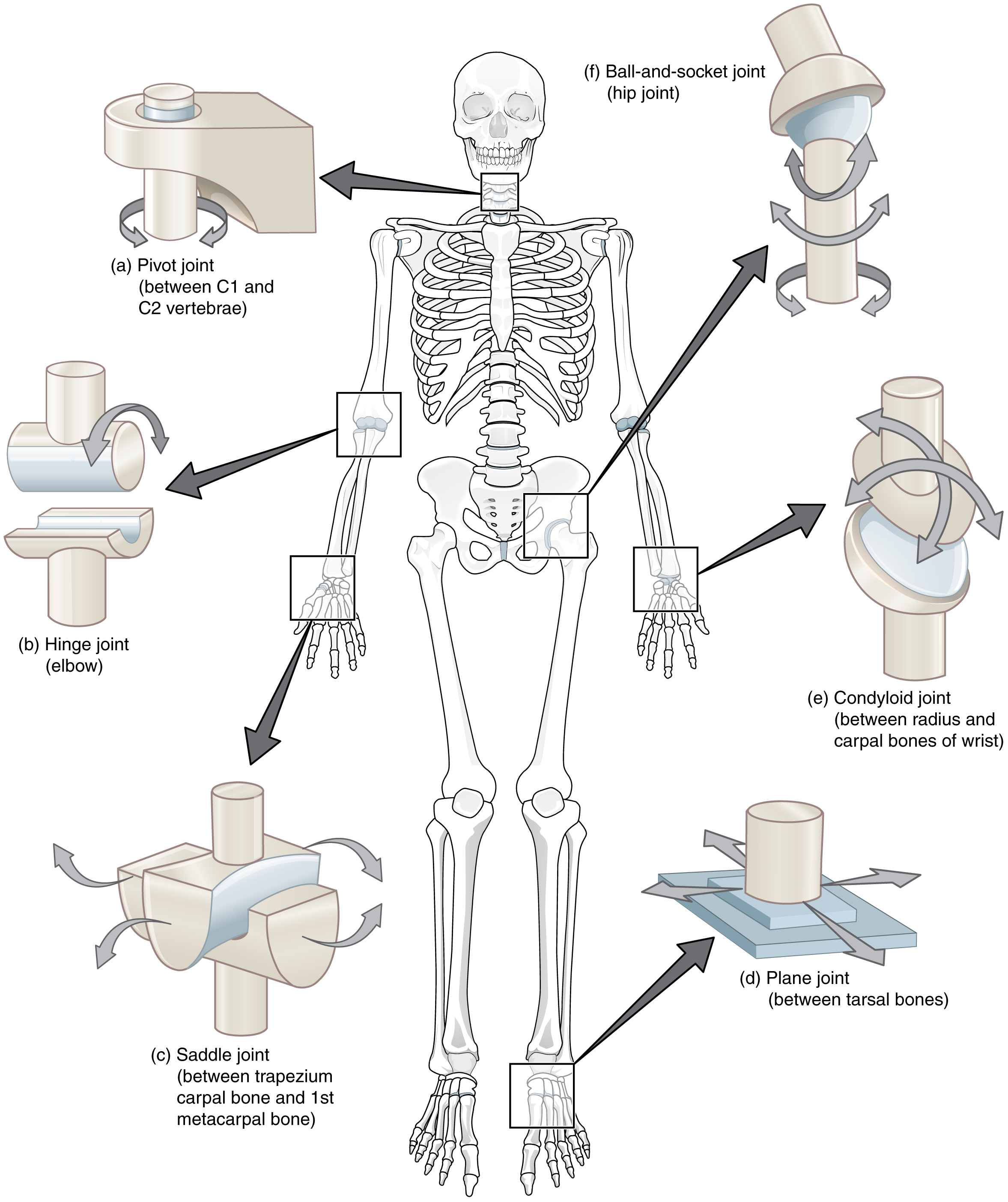  p>滑膜关节(synovial joint)常简称关节,由两块或两块以上的骨构成