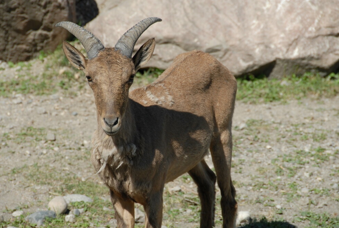 高加索羱羊(学名:  i>capra cylindricornis /i>):是偶蹄目,牛科,山羊
