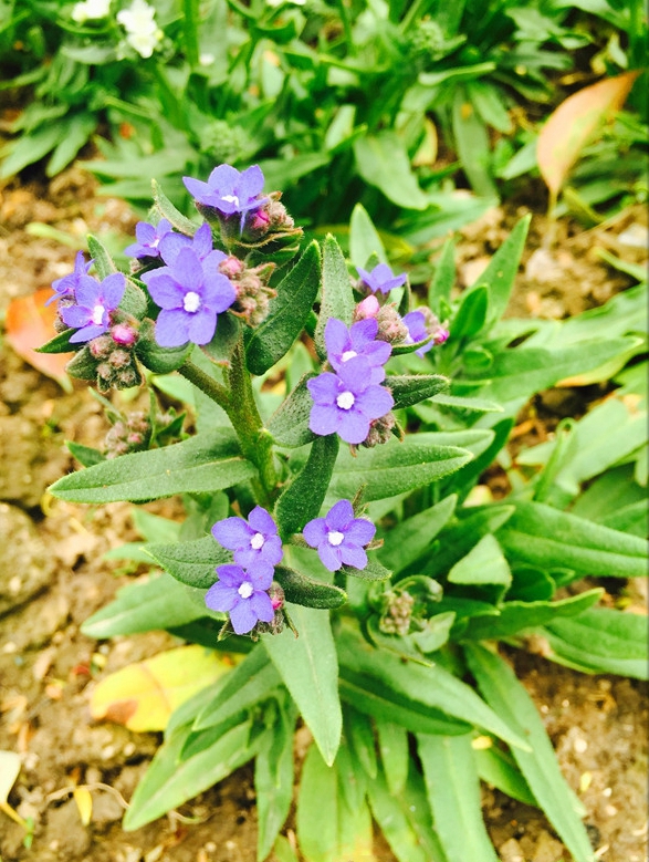 药用牛舌草