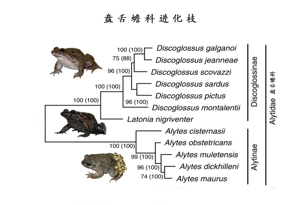盘舌蟾科