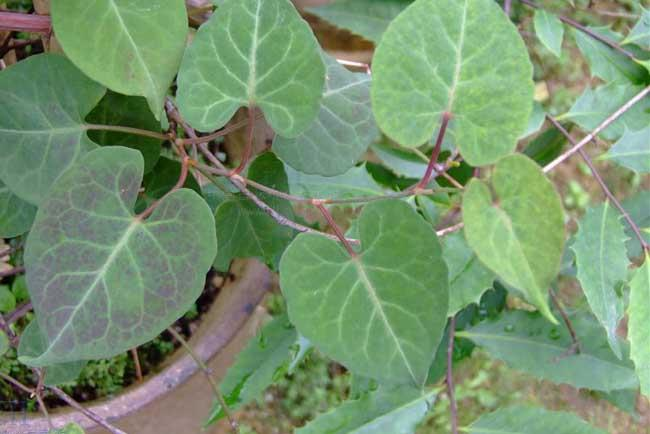 何首乌（蓼科何首乌属植物）_百度百科