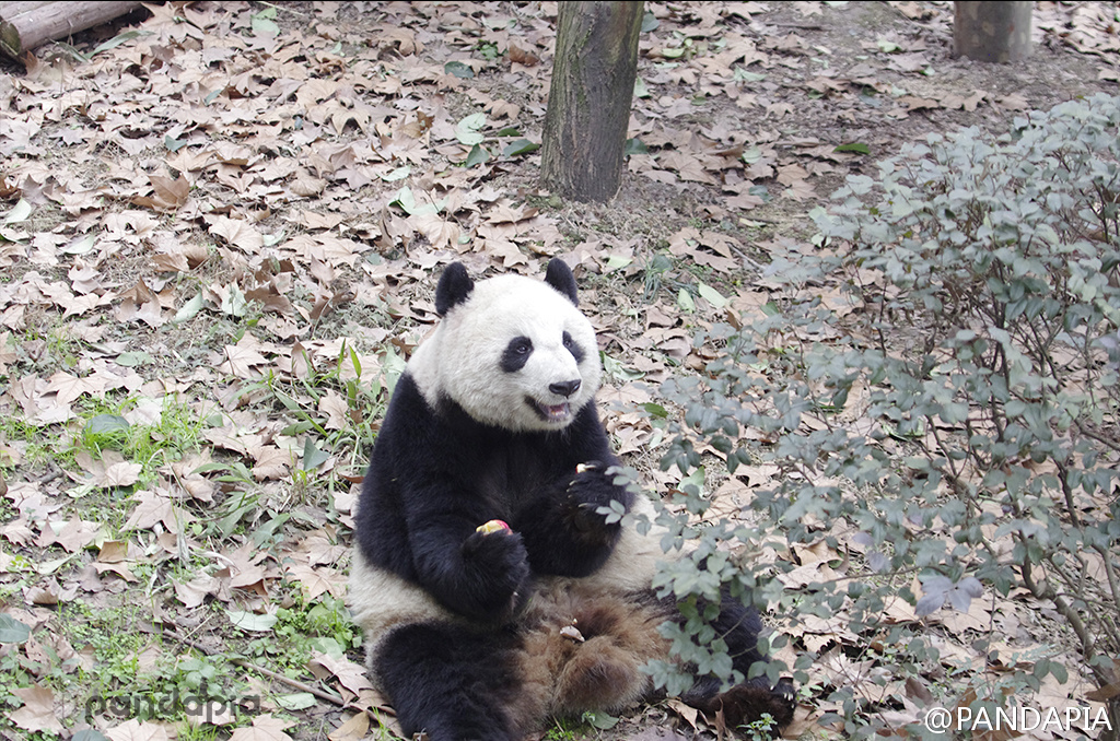 大熊猫莉莉