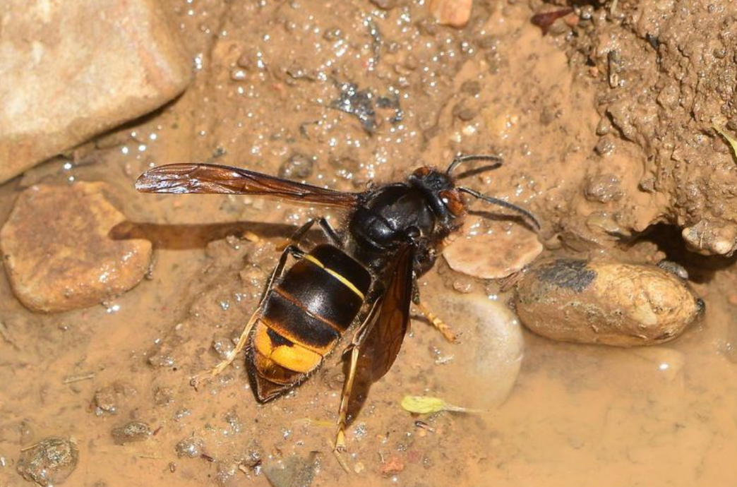 墨胸胡蜂