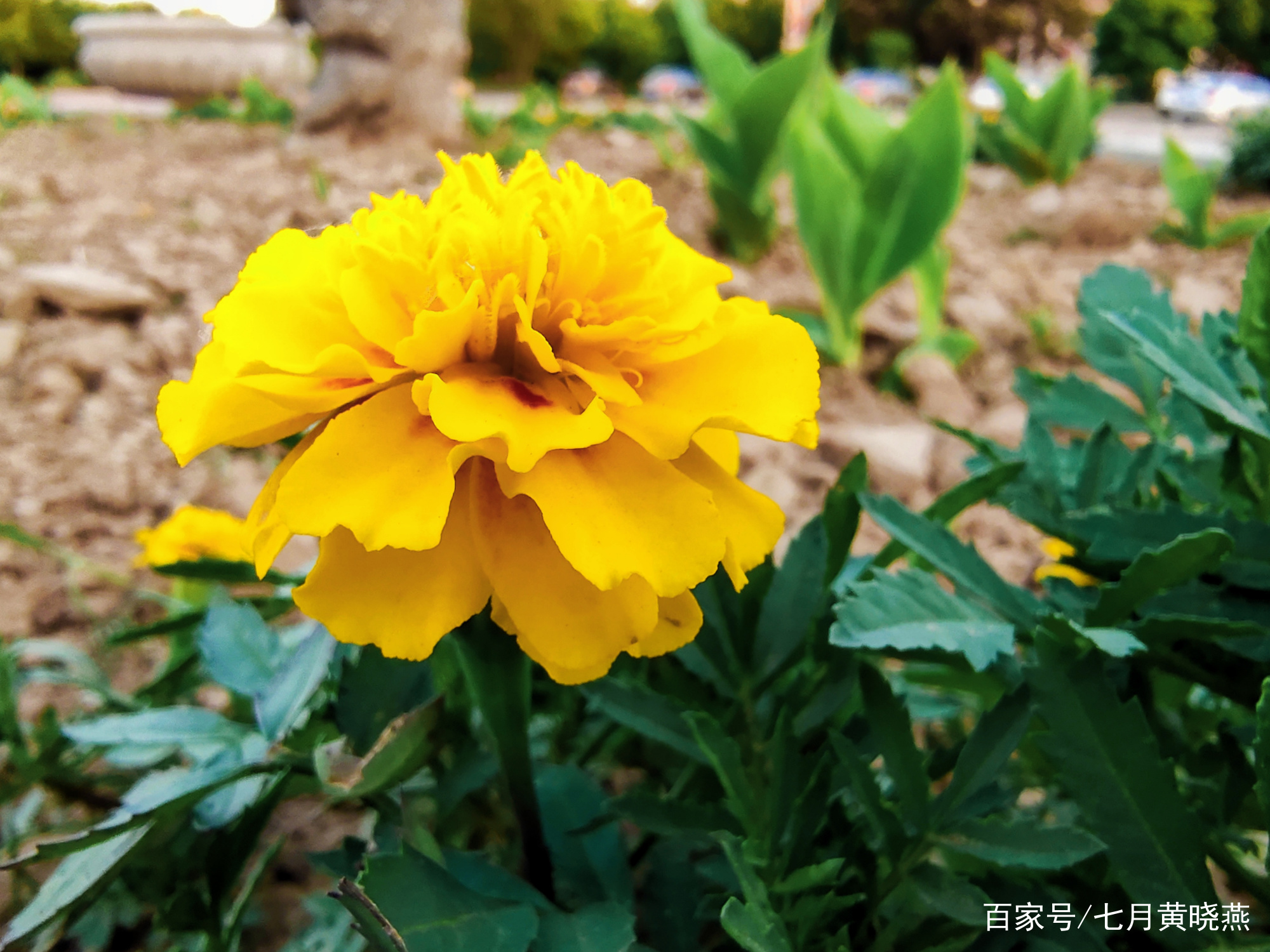美丽七月常见的几种花，你喜欢哪一种_百科TA说