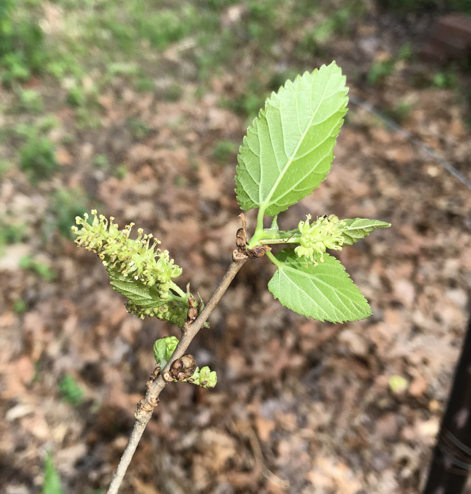 桑（桑科桑属植物）_百度百科