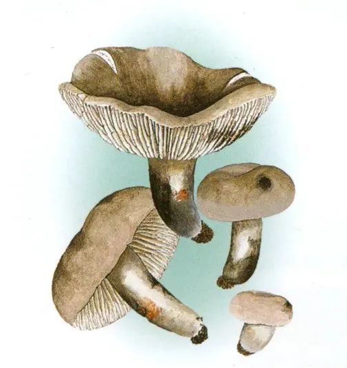  p>亚稀褶红菇是红菇科真菌,具有致命毒素,这种剧毒红菇致死率达到70%