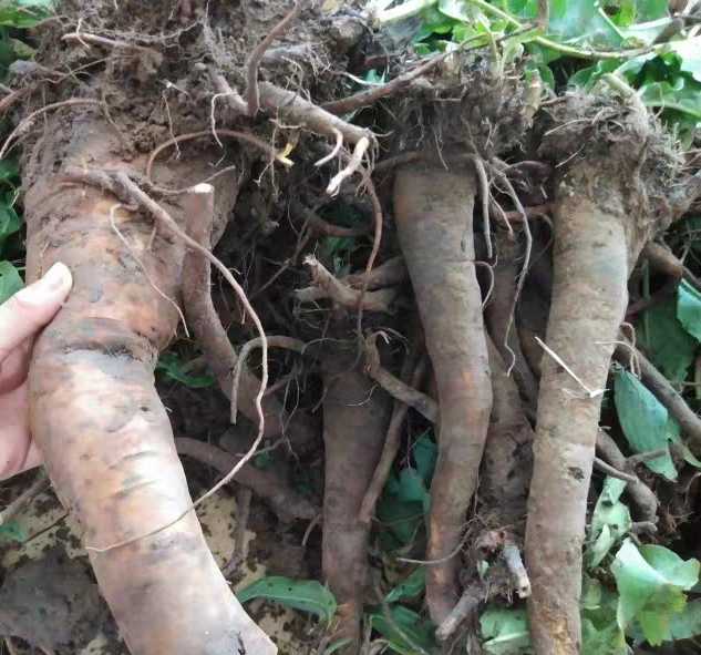 这种植物，人称“金不换”，价值极高，你一定要认识它_百科TA说