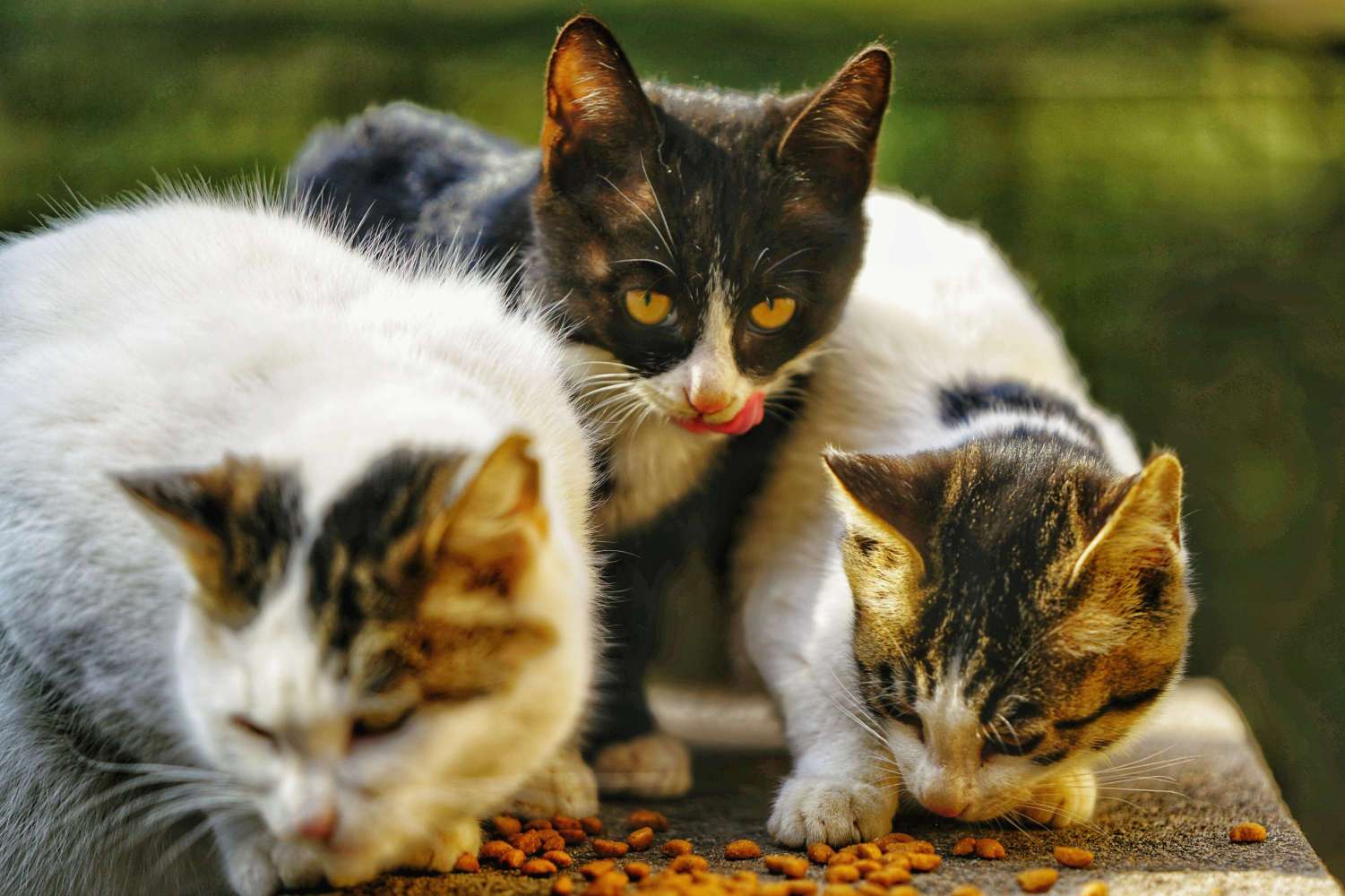 流浪猫（无主、长期在野外生存的猫）_百度百科