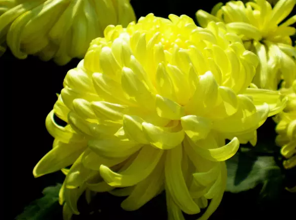 你知道黄菊花除了可泡还可以吃吗 百科ta说