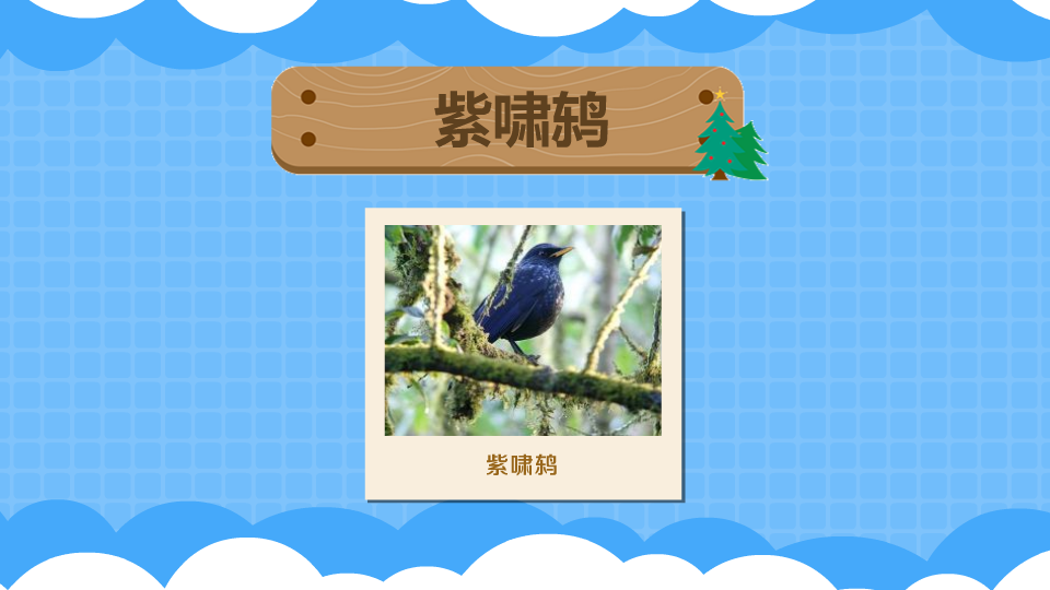 紫啸鸫:又名鸣鸡