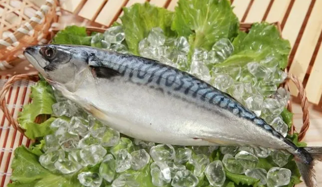 鲭鱼 别看我长得丑了点 营养价值可不低 百科ta说