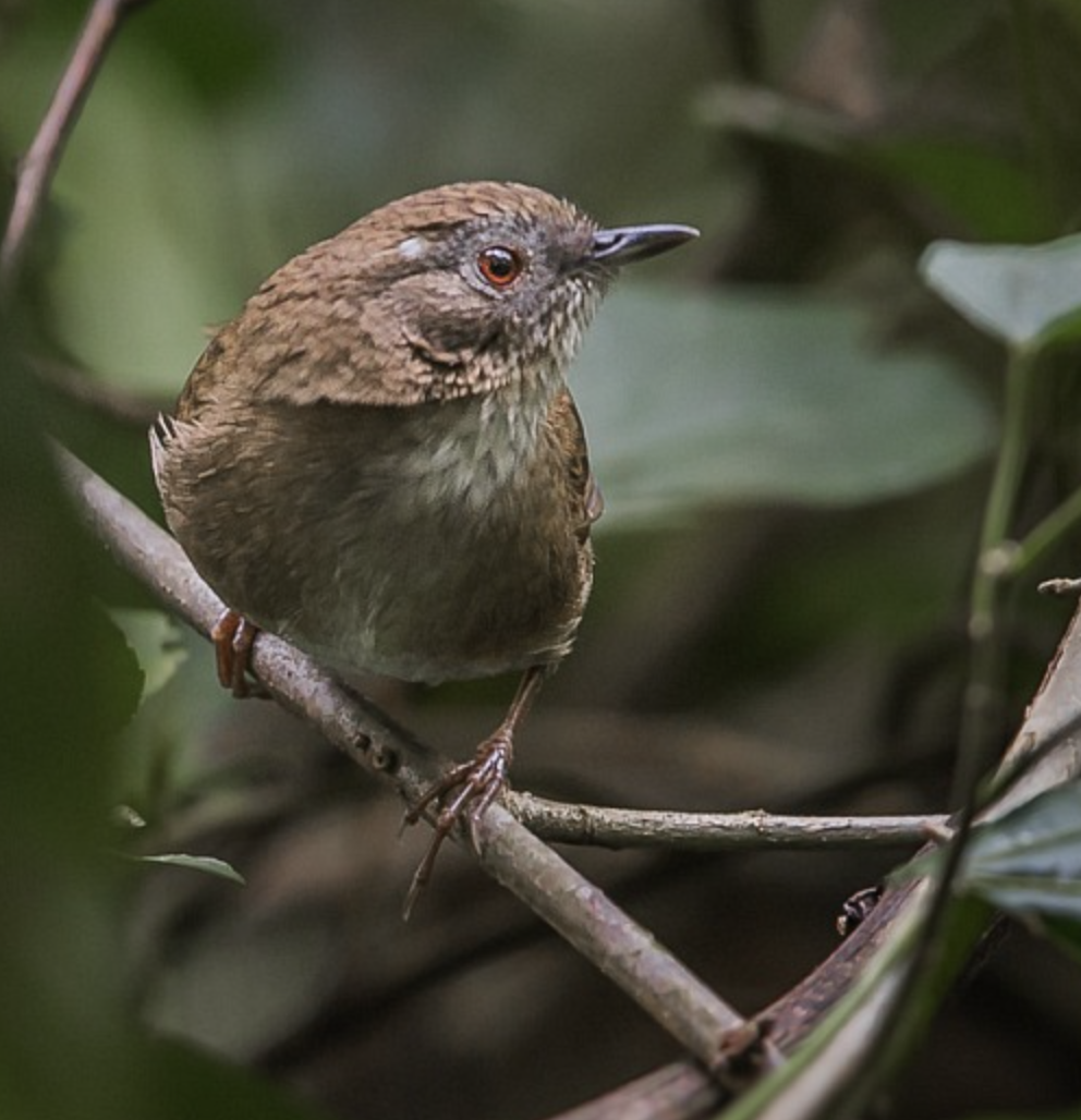 pollorneum  albiventre